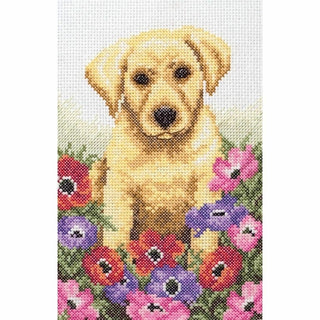 Chiot Labrador - PCE759 - Anchor