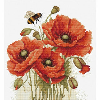 Splendeur des coquelicots B7042 Luca-S