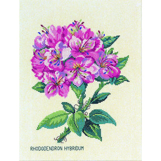 RHODODENDRON ROSE EVA ROSENSTAND 12-895