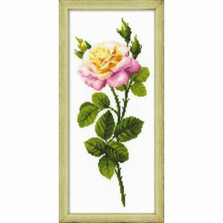 Rose 1331 Riolis