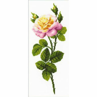 Rose 1331 Riolis