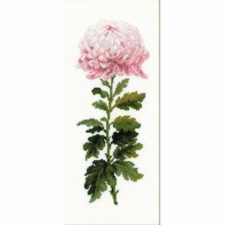 Dahlia 1425 Riolis