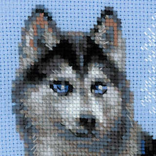 Husky le chien 1626 RIOLIS