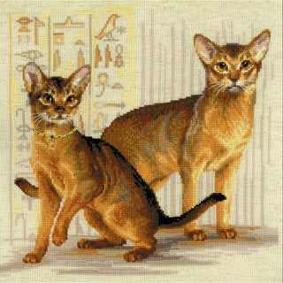Chat abyssiniens 1671 Riolis