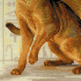 Chat abyssiniens 1671 Riolis