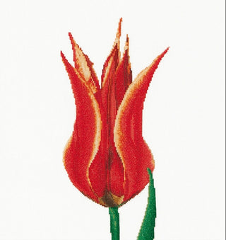 Thea Gouverneur 515 Tulipe
