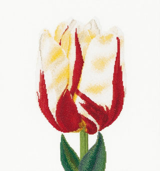 Thea Gouverneur 516 Tulipe