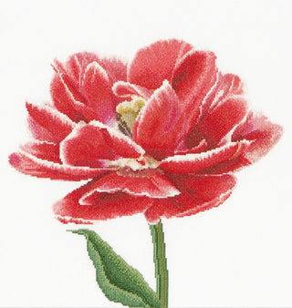 Thea Gouverneur 520 Tulipe