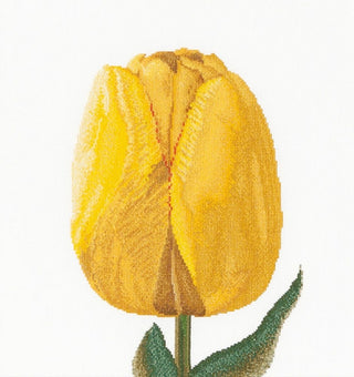 Thea Gouverneur 522 Tulipe