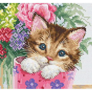 Luca-S B2390  Joli chaton