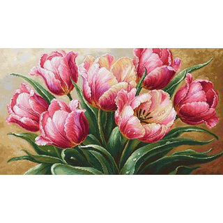 Luca-S B718  Tulipes gracieuses