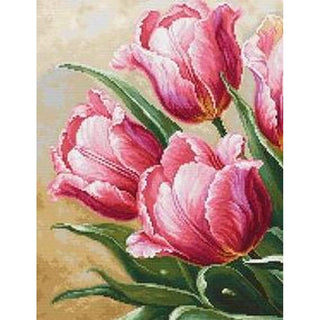 Luca-S B718  Tulipes gracieuses