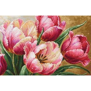 Luca-S B718  Tulipes gracieuses
