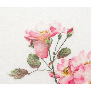 Rosa leersum 412 Lin Thea Gouverneur