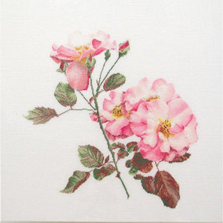 Rosa leersum 412 Lin Thea Gouverneur
