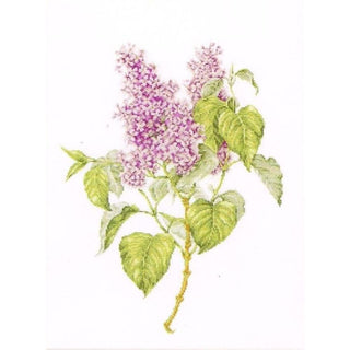 Thea Gouverneur 588A  Branche de Lilas