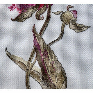 Pivoine A1008 Aine