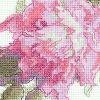 Pivoines chuchotent A1010 Aine