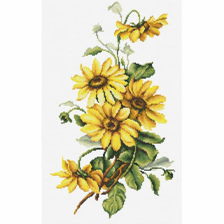Marguerites jaune BM3003 LUCA-S