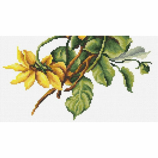Marguerites jaune BM3003 LUCA-S