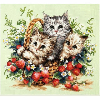 Beaux chatons 58-12 Chudo igla