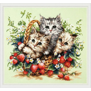 Beaux chatons 58-12 Chudo igla