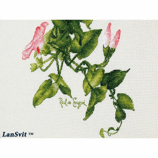 Liserons A002 LanSvit