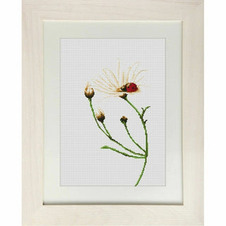 Coccinelle sur marguerite B2246 Luca-S