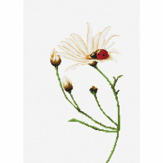Coccinelle sur marguerite B2246 Luca-S