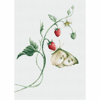 Arôme d Été B2268 Luca-S