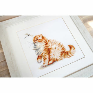 Chaton et Libellule B2270 Luca-S