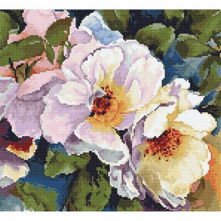Roses B2402 Luca-S