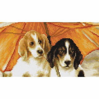 Adorable chiots B550 Luca-S
