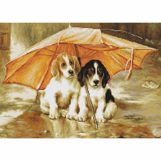 Adorable chiots B550 Luca-S