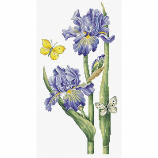 Irises de Mai B7001 Luca-S Gold Collection