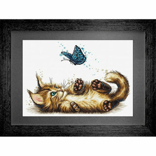 Chaton espiègle B7013 Luca-S