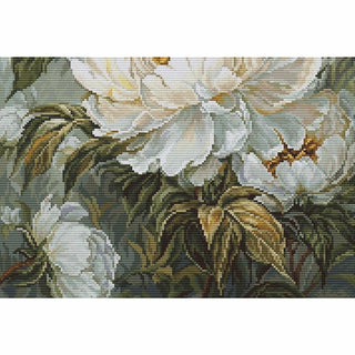 Pivoines printanières B715 Luca-S