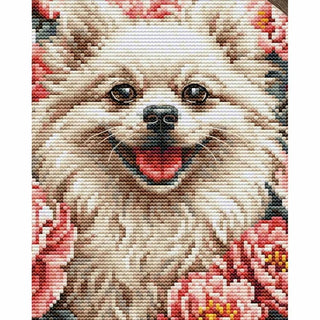 Spitz BC237 Luca-S