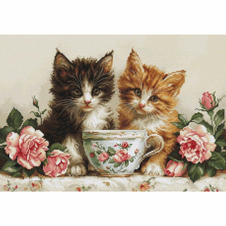 Le matin des chats BU5070 Luca-S