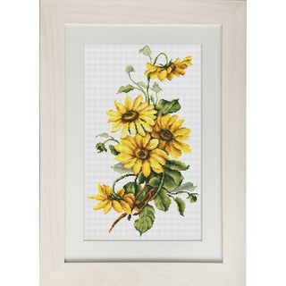 Marguerites jaune BM3003 LUCA-S