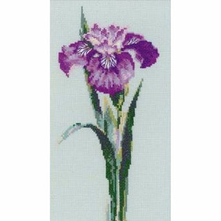 Irise violet 1374 Riolis