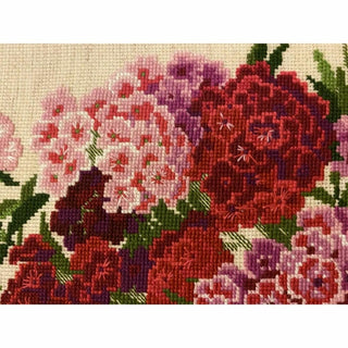 Sweet William 1463 RIOLIS