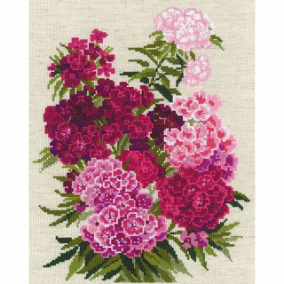 Sweet William 1463 RIOLIS