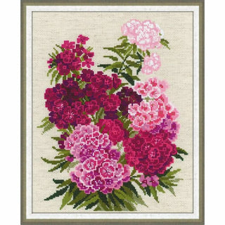 Sweet William 1463 RIOLIS