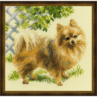 Chien Poméranien 1585 Riolis