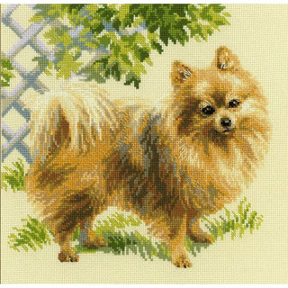 Chien Poméranien 1585 Riolis