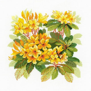 Rhododendron 1922 Riolis
