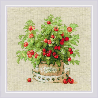 Tomates en pot 1983 Riolis
