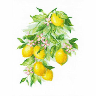 Citrons brillants 2054 Riolis