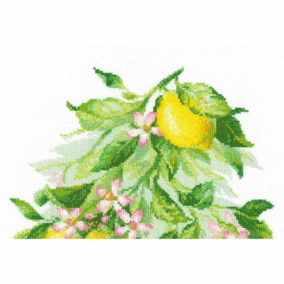 Citrons brillants 2054 Riolis